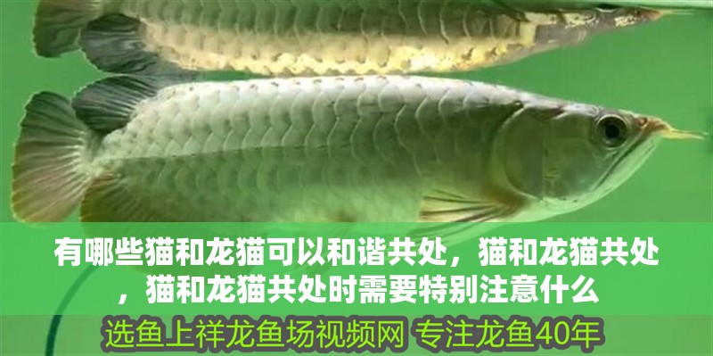 有哪些貓和龍貓可以和諧共處，貓和龍貓共處，貓和龍貓共處時需要特別注意什么