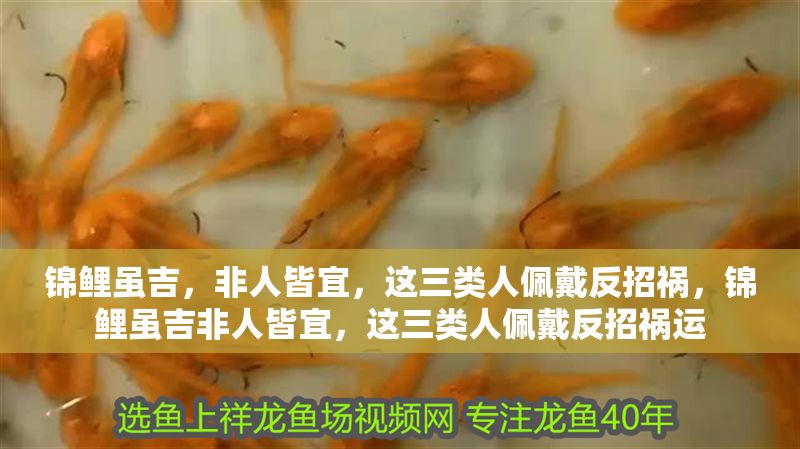 錦鯉雖吉，非人皆宜，這三類人佩戴反招禍，錦鯉雖吉非人皆宜，這三類人佩戴反招禍運