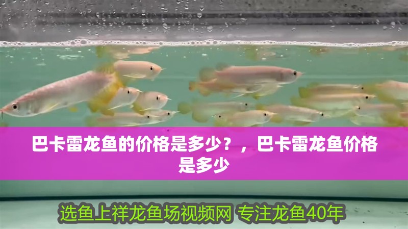 巴卡雷龍魚的價(jià)格是多少？，巴卡雷龍魚價(jià)格是多少