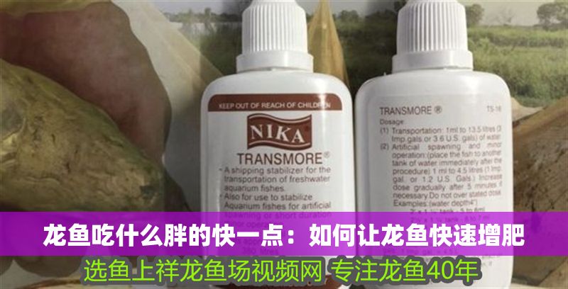 龍魚吃什么胖的快一點(diǎn)：如何讓龍魚快速增肥