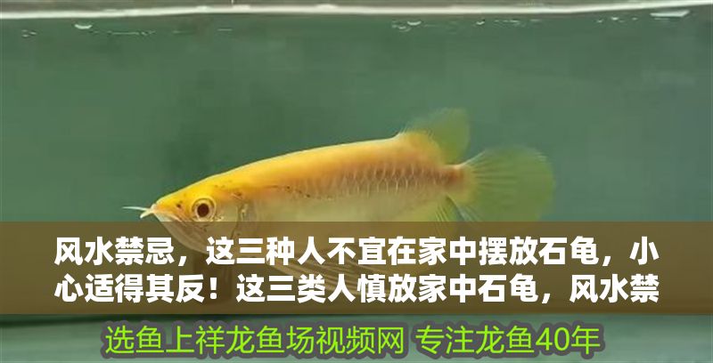 風水禁忌,這三種人不宜在家中擺放石龜,小心適得其反!這三類人慎放家中石龜,風水禁忌需警惕! 龍魚百科 第1張 風水禁忌,這三種人不宜在家中擺放石龜,小心適得其反!這三類人慎放家中石龜,風水禁忌需警惕! 風水禁忌,這三種人不宜在家中擺放石龜,小心適得其反!這三類人慎放家中石龜,風水禁忌需警惕! 龍魚百科 第1張