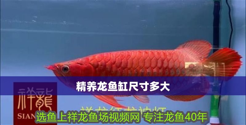 精養龍魚缸尺寸多大 龍魚百科 第2張 精養龍魚缸尺寸多大 精養龍魚缸尺寸多大 龍魚百科 第2張