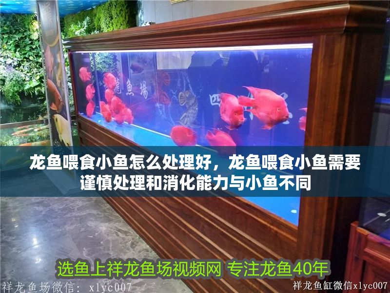 龍魚喂食小魚怎么處理好，龍魚喂食小魚需要謹(jǐn)慎處理和消化能力與小魚不同