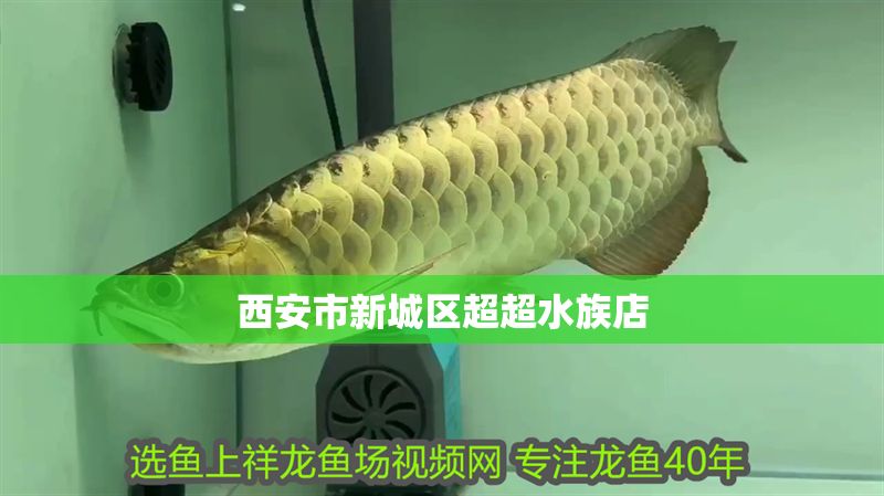 西安市新城區超超水族店