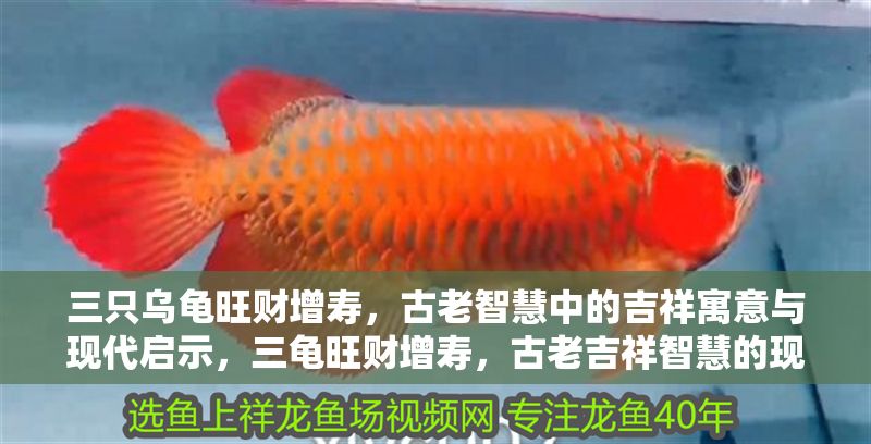 三只烏龜旺財增壽，古老智慧中的吉祥寓意與現代啟示，三龜旺財增壽，古老吉祥智慧的現代啟示