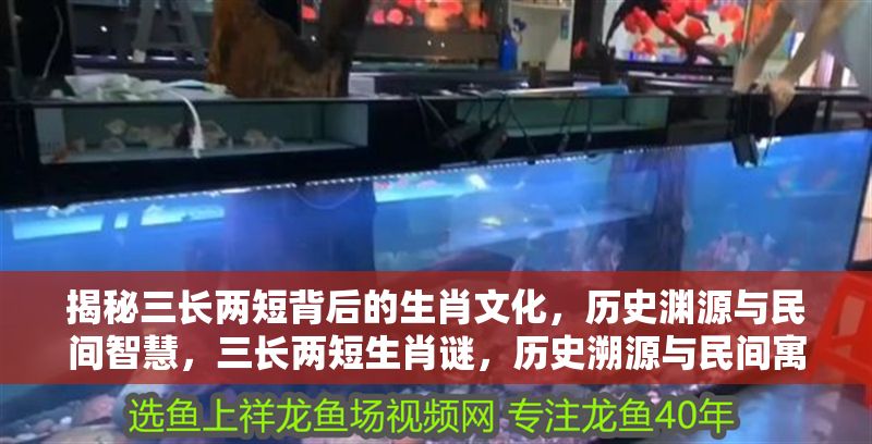 揭秘三長兩短背后的生肖文化,歷史淵源與民間智慧,三長兩短生肖謎,歷史溯源與民間寓意解碼 龍魚百科 第1張 揭秘三長兩短背后的生肖文化,歷史淵源與民間智慧,三長兩短生肖謎,歷史溯源與民間寓意解碼 揭秘三長兩短背后的生肖文化,歷史淵源與民間智慧,三長兩短生肖謎,歷史溯源與民間寓意解碼 龍魚百科 第1張