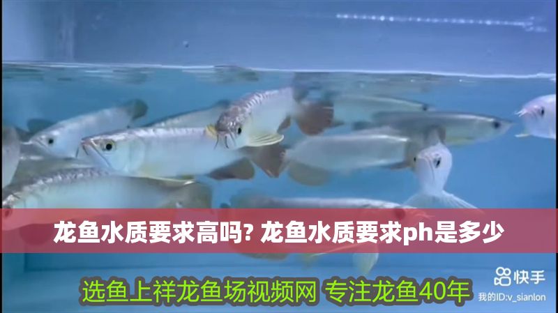 龍魚水質(zhì)要求高嗎? 龍魚水質(zhì)要求ph是多少