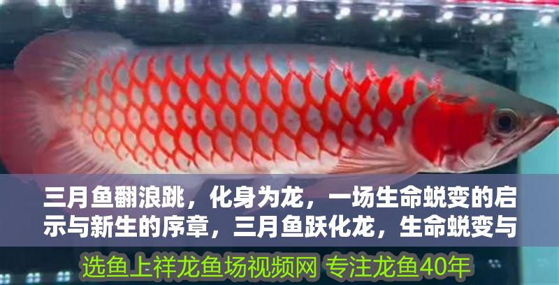 三月魚翻浪跳，化身為龍，一場生命蛻變的啟示與新生的序章，三月魚躍化龍，生命蛻變與新生啟示錄