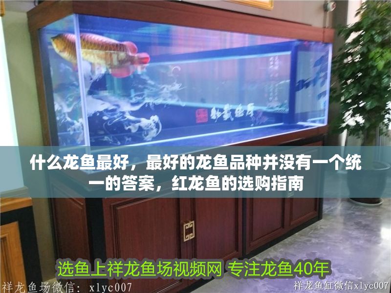 什么龍魚最好，最好的龍魚品種并沒有一個統一的答案，紅龍魚的選購指南
