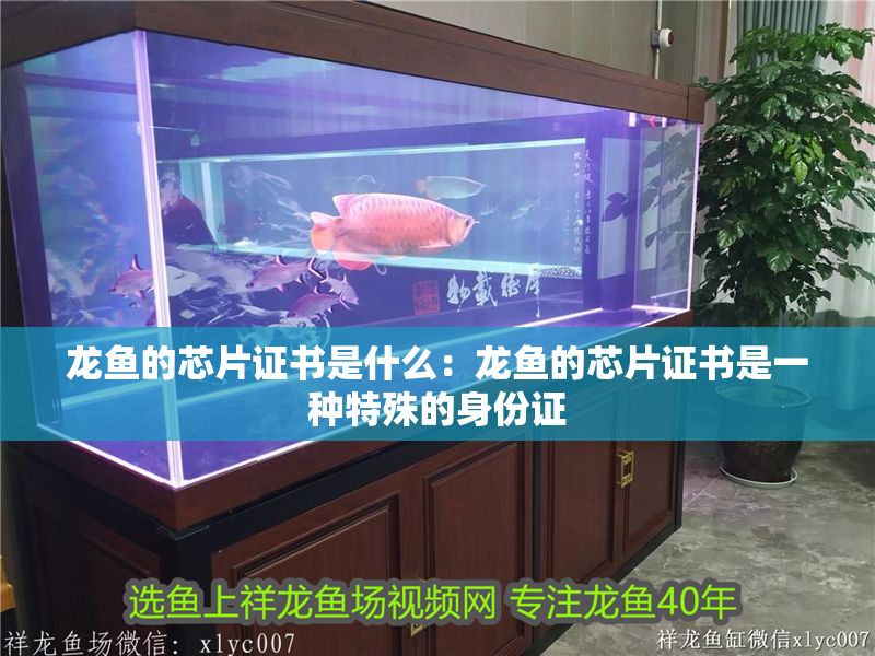 龍魚的芯片證書是什么：龍魚的芯片證書是一種特殊的身份證 龍魚的芯片證書是什么：龍魚的芯片證書是一種特殊的身份證 龍魚百科 第2張