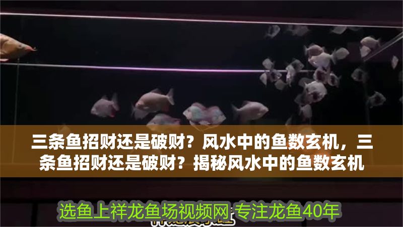 三條魚(yú)招財(cái)還是破財(cái)？風(fēng)水中的魚(yú)數(shù)玄機(jī)，三條魚(yú)招財(cái)還是破財(cái)？揭秘風(fēng)水中的魚(yú)數(shù)玄機(jī)