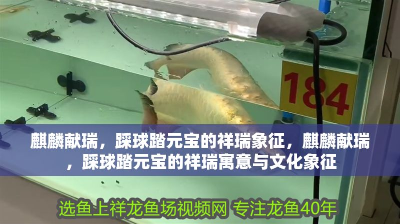 麒麟獻瑞,踩球踏元寶的祥瑞象征,麒麟獻瑞,踩球踏元寶的祥瑞寓意與文化象征 龍魚百科 第1張 麒麟獻瑞,踩球踏元寶的祥瑞象征,麒麟獻瑞,踩球踏元寶的祥瑞寓意與文化象征 麒麟獻瑞,踩球踏元寶的祥瑞象征,麒麟獻瑞,踩球踏元寶的祥瑞寓意與文化象征 龍魚百科 第1張