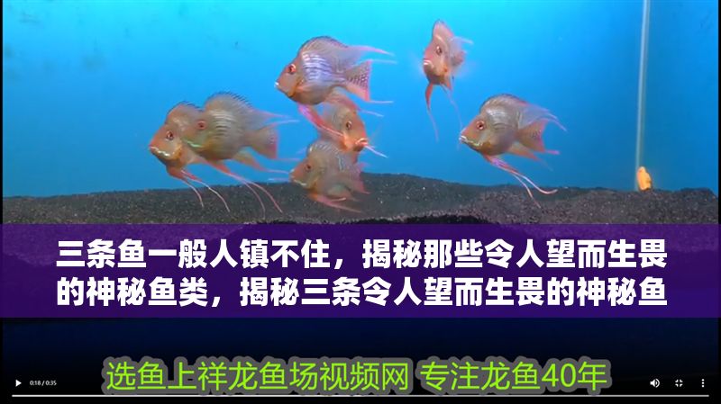 三條魚(yú)一般人鎮(zhèn)不住，揭秘那些令人望而生畏的神秘魚(yú)類，揭秘三條令人望而生畏的神秘魚(yú)類，一般人根本鎮(zhèn)不住！