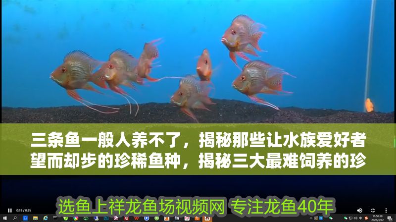 三條魚一般人養不了，揭秘那些讓水族愛好者望而卻步的珍稀魚種，揭秘三大最難飼養的珍稀觀賞魚，水族高手也犯愁！