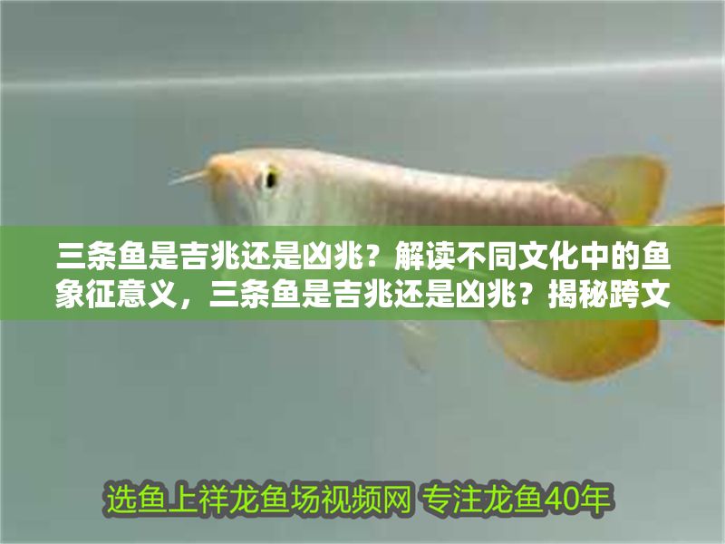 三條魚是吉兆還是兇兆？解讀不同文化中的魚象征意義，三條魚是吉兆還是兇兆？揭秘跨文化中的魚符號寓意 三條魚是吉兆還是兇兆？解讀不同文化中的魚象征意義，三條魚是吉兆還是兇兆？揭秘跨文化中的魚符號寓意 龍魚百科 第1張