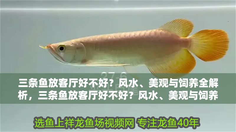 三條魚放客廳好不好？風(fēng)水、美觀與飼養(yǎng)全解析，三條魚放客廳好不好？風(fēng)水、美觀與飼養(yǎng)全指南