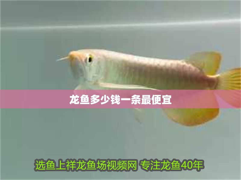 龍魚多少錢一條最便宜