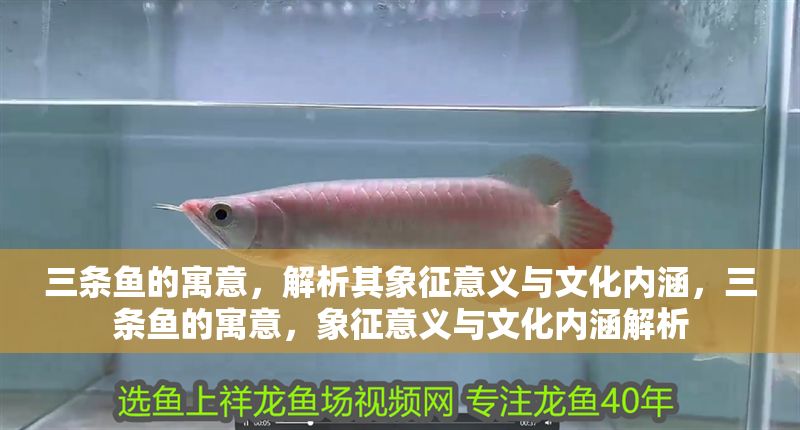 三條魚(yú)的寓意，解析其象征意義與文化內(nèi)涵，三條魚(yú)的寓意，象征意義與文化內(nèi)涵解析
