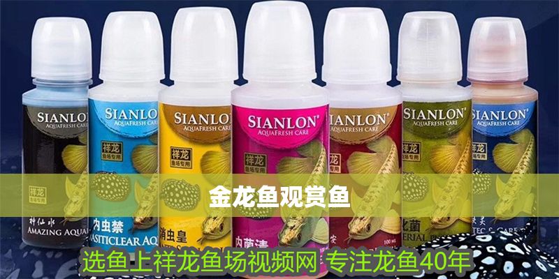 金龍魚觀賞魚