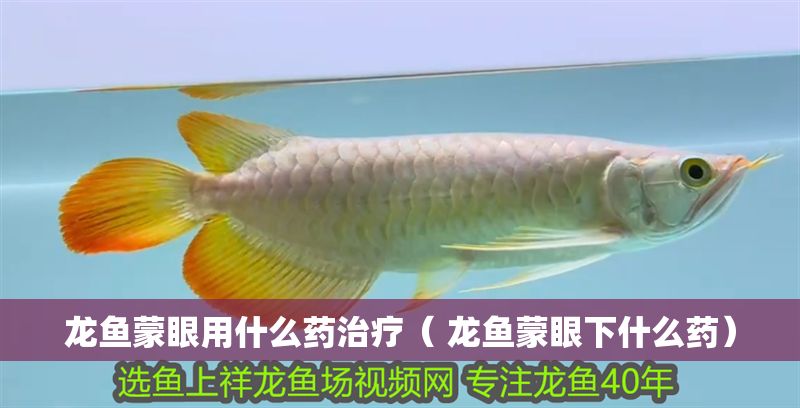龍魚蒙眼用什么藥治療（ 龍魚蒙眼下什么藥）