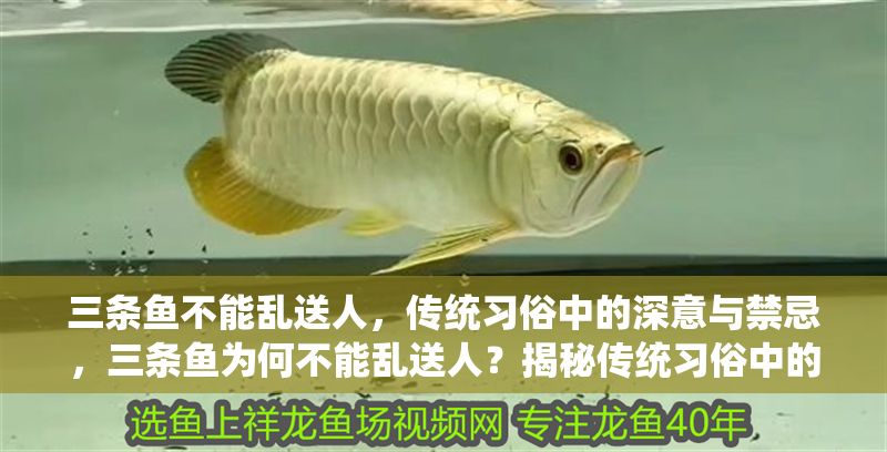 三條魚(yú)不能亂送人，傳統(tǒng)習(xí)俗中的深意與禁忌，三條魚(yú)為何不能亂送人？揭秘傳統(tǒng)習(xí)俗中的深意與禁忌