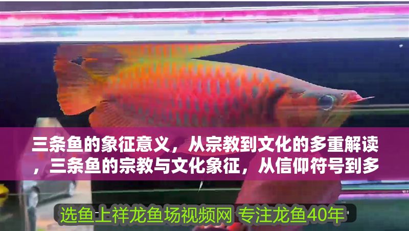 三條魚的象征意義,從宗教到文化的多重解讀,三條魚的宗教與文化象征,從信仰符號到多元解讀 龍魚百科 第1張 三條魚的象征意義,從宗教到文化的多重解讀,三條魚的宗教與文化象征,從信仰符號到多元解讀 三條魚的象征意義,從宗教到文化的多重解讀,三條魚的宗教與文化象征,從信仰符號到多元解讀 龍魚百科 第1張