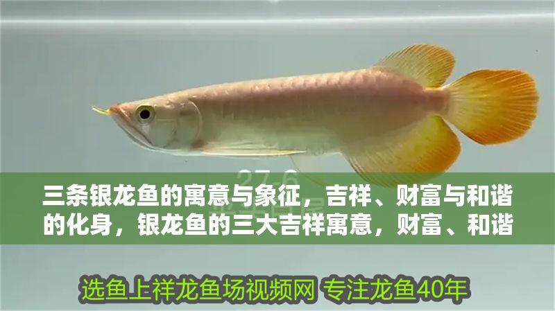 三條銀龍魚的寓意與象征，吉祥、財富與和諧的化身，銀龍魚的三大吉祥寓意，財富、和諧與祥瑞的象征