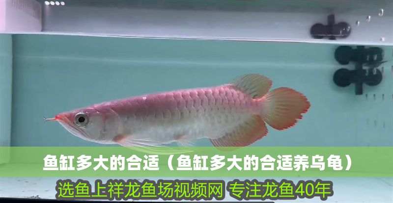 魚缸多大的合適（魚缸多大的合適養烏龜） 魚缸多大的合適（魚缸多大的合適養烏龜） 龍魚百科 第1張