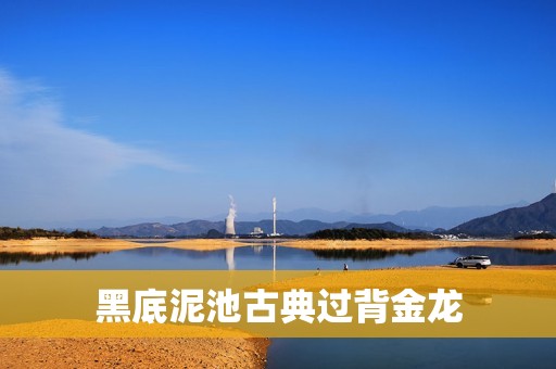 黑底泥池古典過背金龍