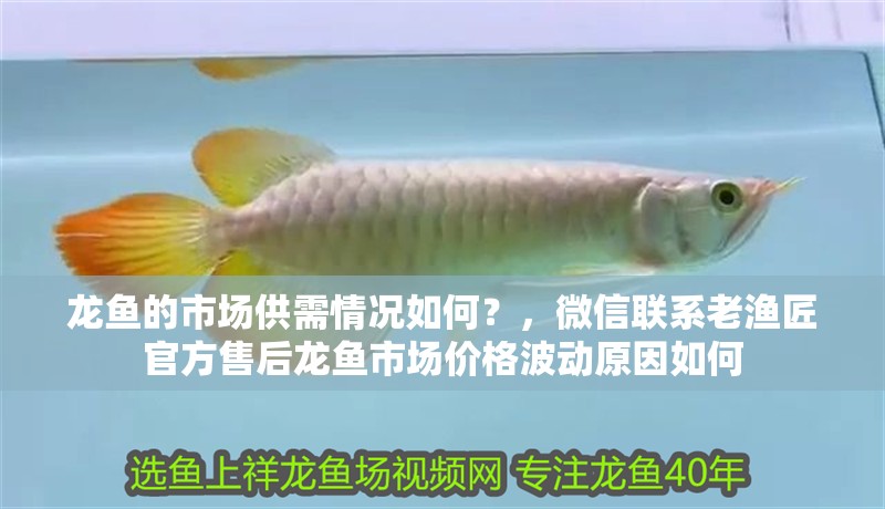 龍魚的市場供需情況如何?,微信聯系老漁匠官方售后龍魚市場價格波動原因如何