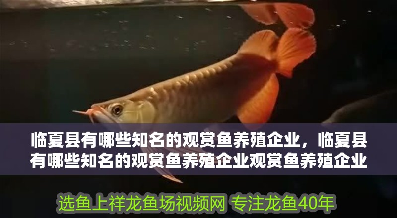 臨夏縣有哪些知名的觀賞魚養殖企業,臨夏縣有哪些知名的觀賞魚養殖企業觀賞魚養殖企業