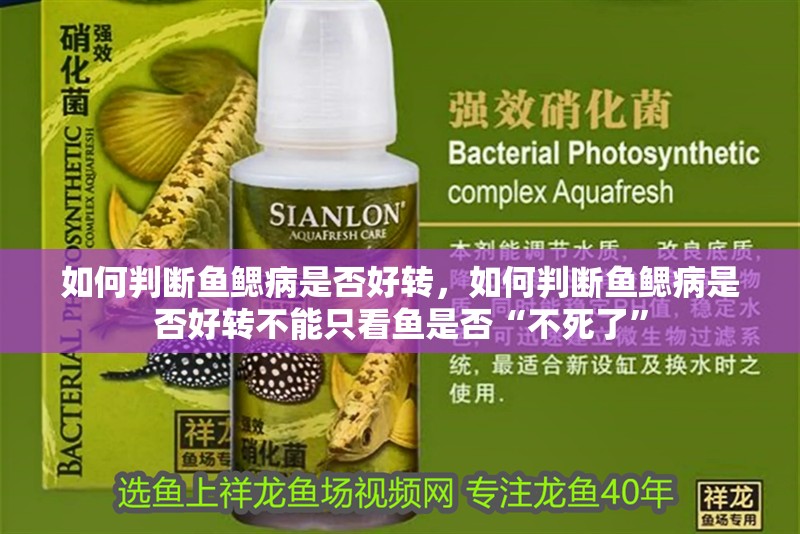 如何判斷魚鰓病是否好轉(zhuǎn)，如何判斷魚鰓病是否好轉(zhuǎn)不能只看魚是否“不死了”