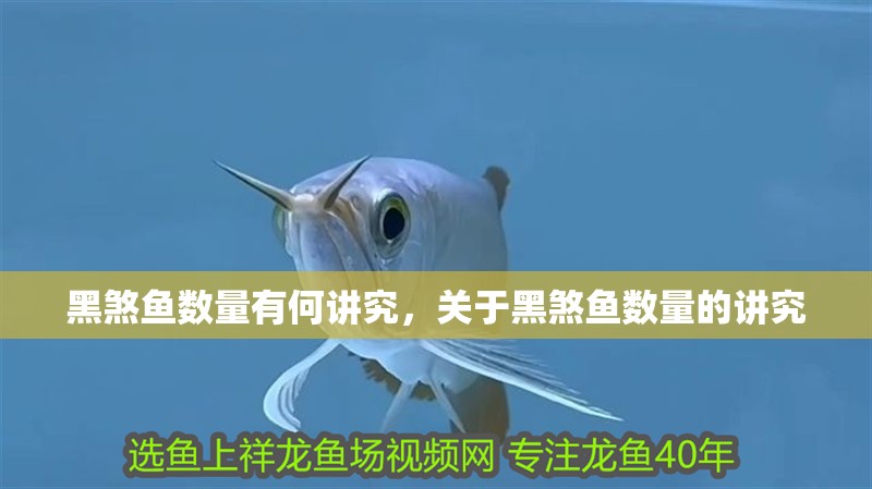 黑煞魚數量有何講究，關于黑煞魚數量的講究