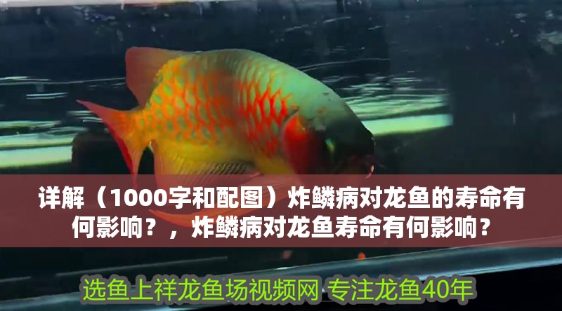 詳解(1000字和配圖)炸鱗病對龍魚的壽命有何影響?,炸鱗病對龍魚壽命有何影響?