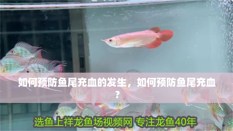 如何預(yù)防魚尾充血的發(fā)生，如何預(yù)防魚尾充血？