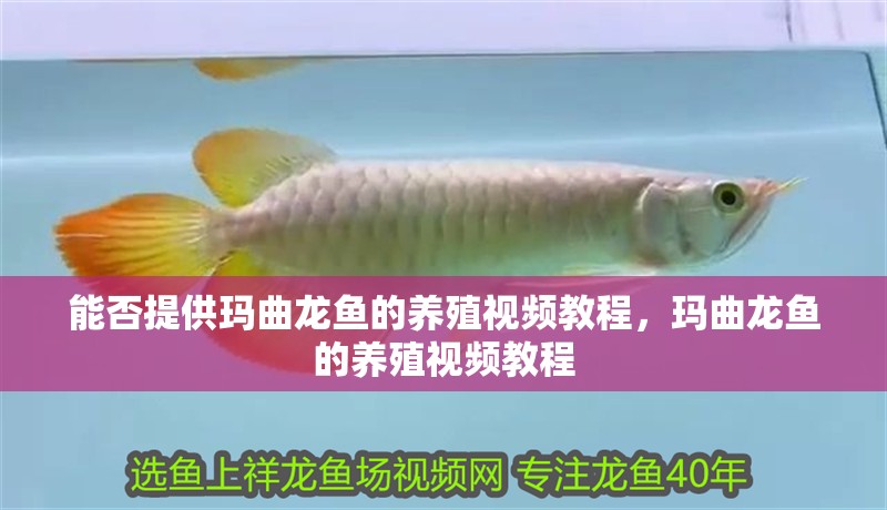 能否提供瑪曲龍魚的養(yǎng)殖視頻教程，瑪曲龍魚的養(yǎng)殖視頻教程