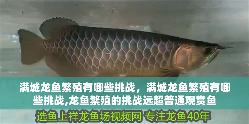 滿城龍魚繁殖有哪些挑戰，滿城龍魚繁殖有哪些挑戰,龍魚繁殖的挑戰遠超普通觀賞魚