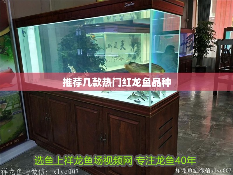 推薦幾款熱門(mén)紅龍魚(yú)品種