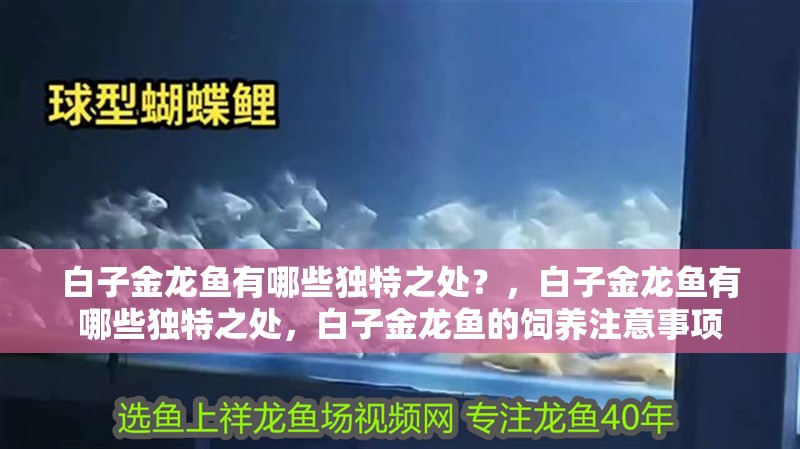 白子金龍魚有哪些獨特之處？，白子金龍魚有哪些獨特之處，白子金龍魚的飼養(yǎng)注意事項