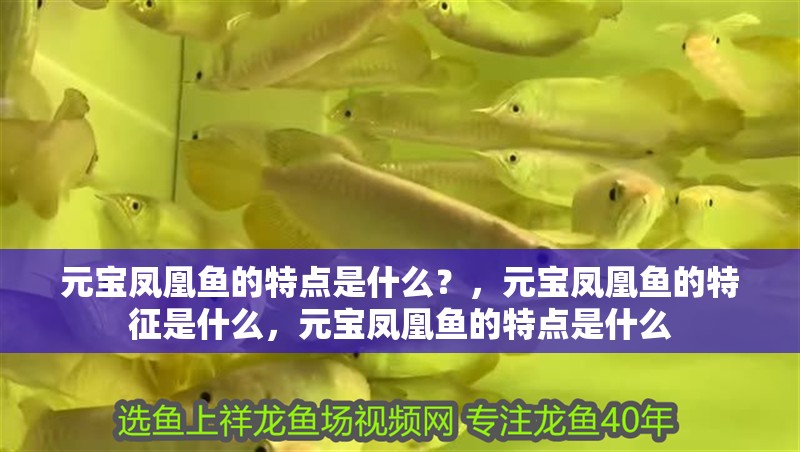 元寶鳳凰魚的特點是什么？，元寶鳳凰魚的特征是什么，元寶鳳凰魚的特點是什么