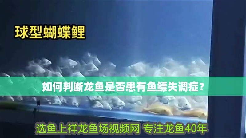 如何判斷龍魚是否患有魚鰾失調癥？