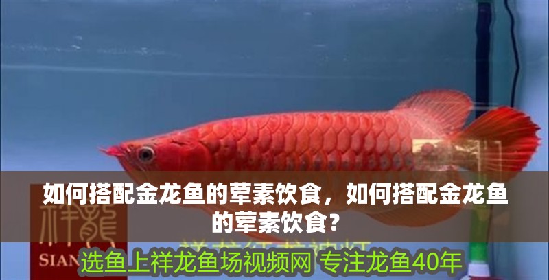 如何搭配金龍魚的葷素飲食，如何搭配金龍魚的葷素飲食？