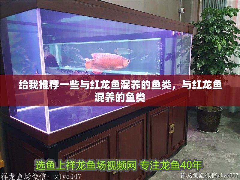 給我推薦一些與紅龍魚混養的魚類，與紅龍魚混養的魚類