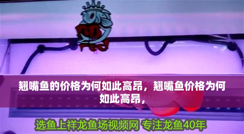 翹嘴魚(yú)的價(jià)格為何如此高昂，翹嘴魚(yú)價(jià)格為何如此高昂，