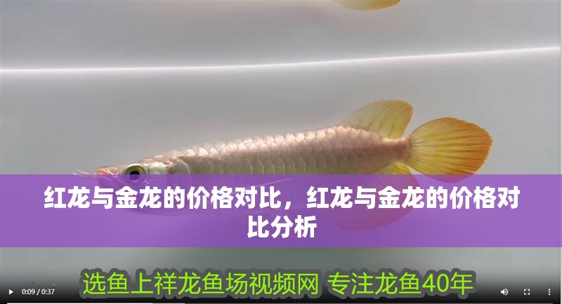 紅龍與金龍的價格對比，紅龍與金龍的價格對比分析