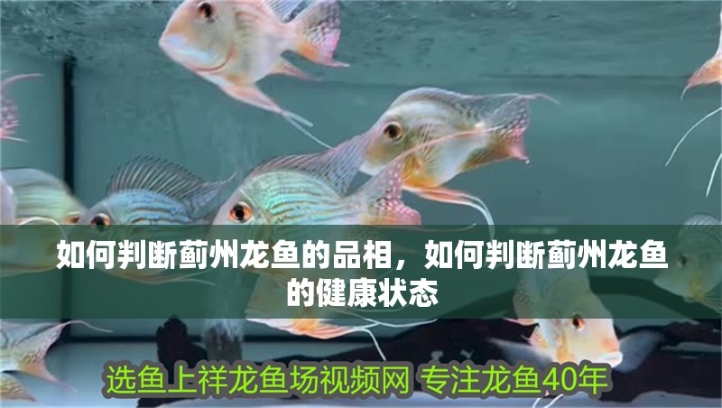 如何判斷薊州龍魚的品相，如何判斷薊州龍魚的健康狀態