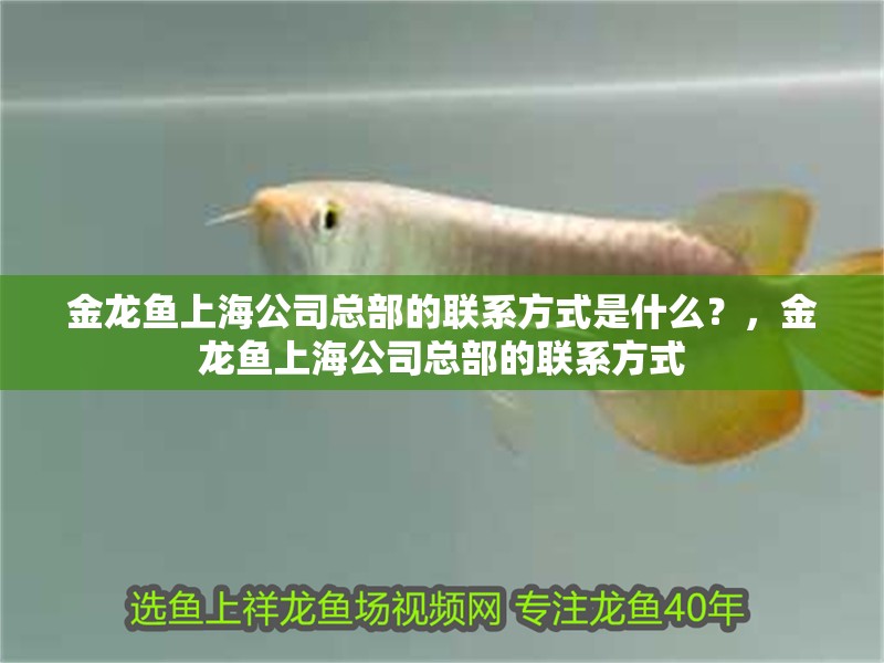 金龍魚上海公司總部的聯系方式是什么？，金龍魚上海公司總部的聯系方式