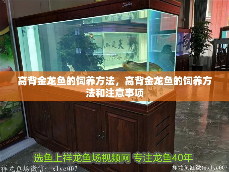 高背金龍魚的飼養方法，高背金龍魚的飼養方法和注意事項