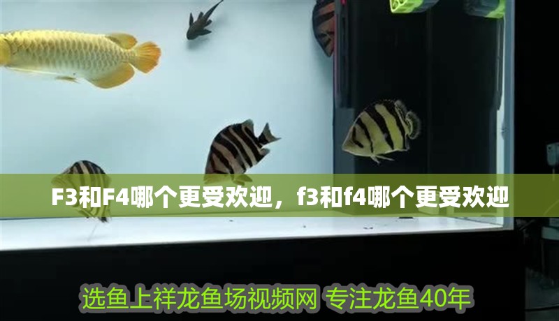 F3和F4哪個更受歡迎，f3和f4哪個更受歡迎