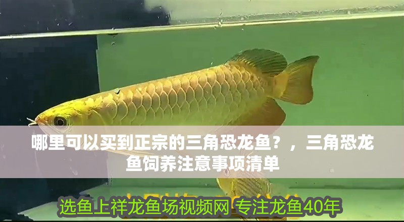 哪里可以買到正宗的三角恐龍魚？，三角恐龍魚飼養注意事項清單